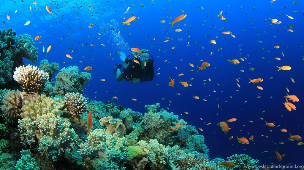 Top Diving Fish Images For Pinterest