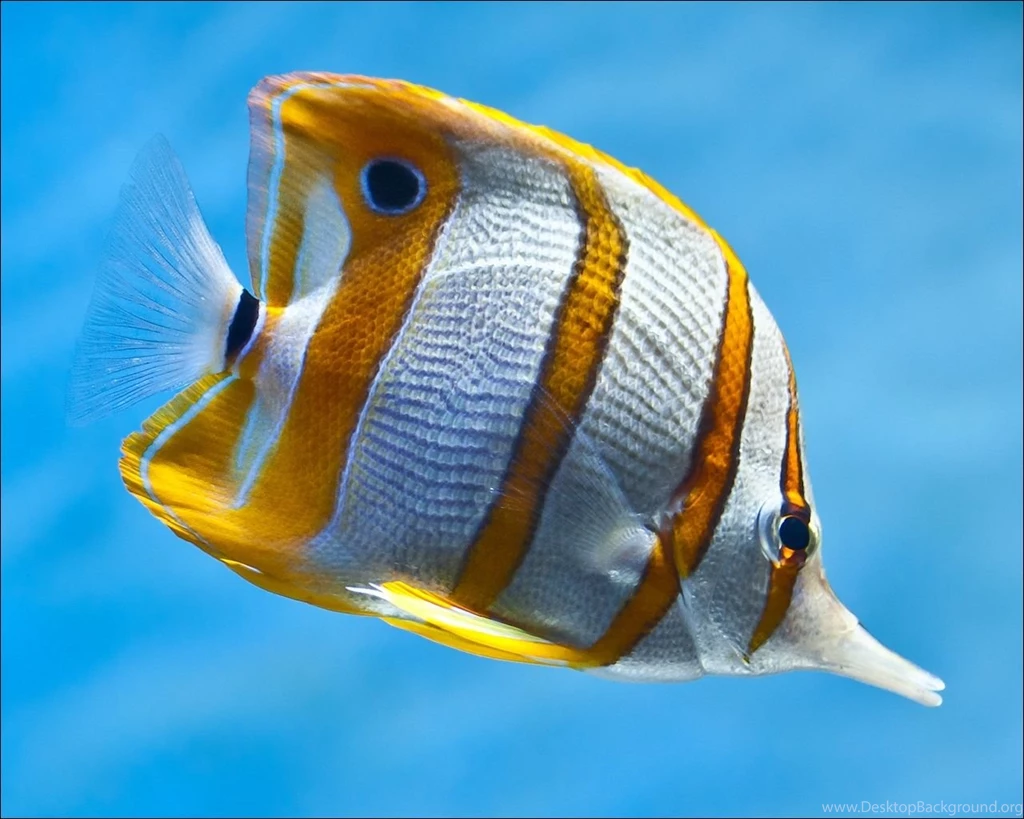 Wallpapers Underwater World Fish Animals Image