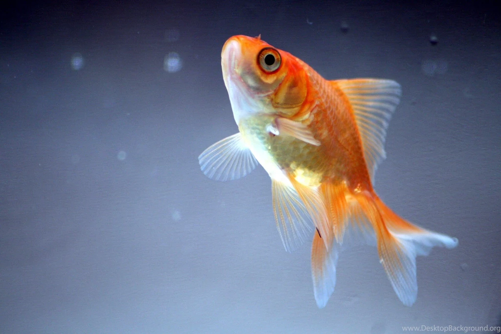 Underwater Fish Fishes Goldfish Gold Fish Wallpapers