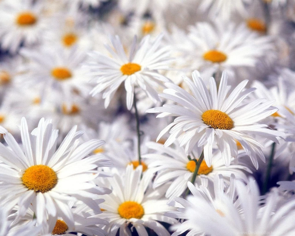 Beautiful White Flowers Wallpapers