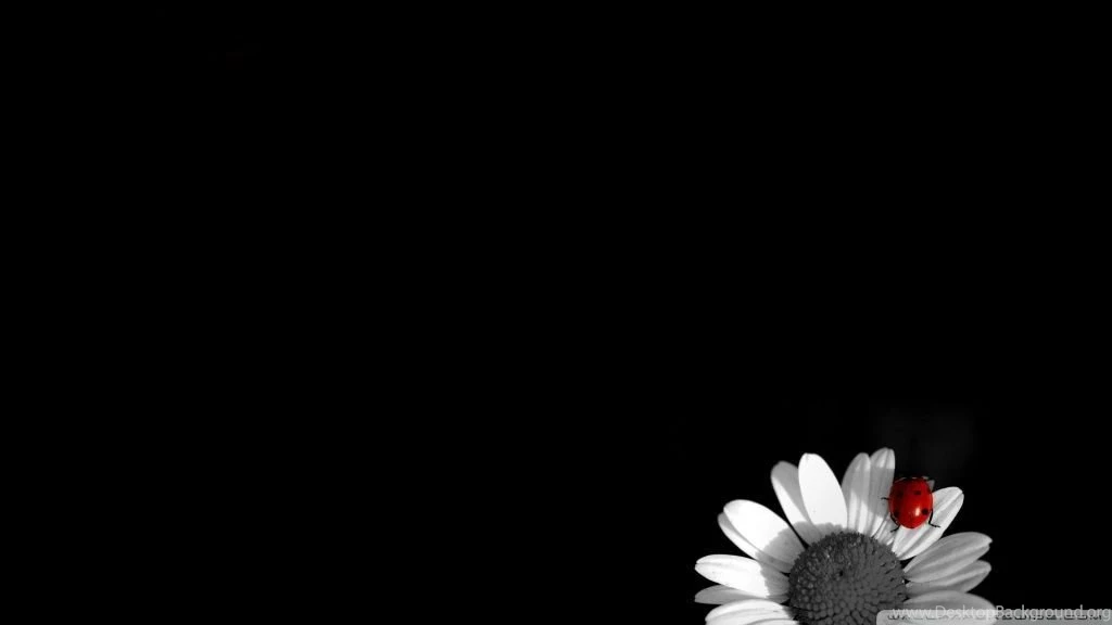 Ladybug On White Flower HD Desktop Wallpapers : Widescreen : High ...