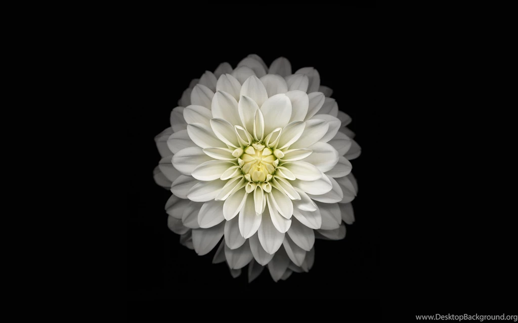 White Flower Wallpapers