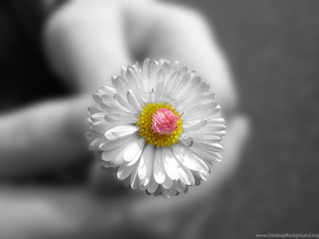 1024x768 Small White Flower Desktop PC And Mac Wallpapers