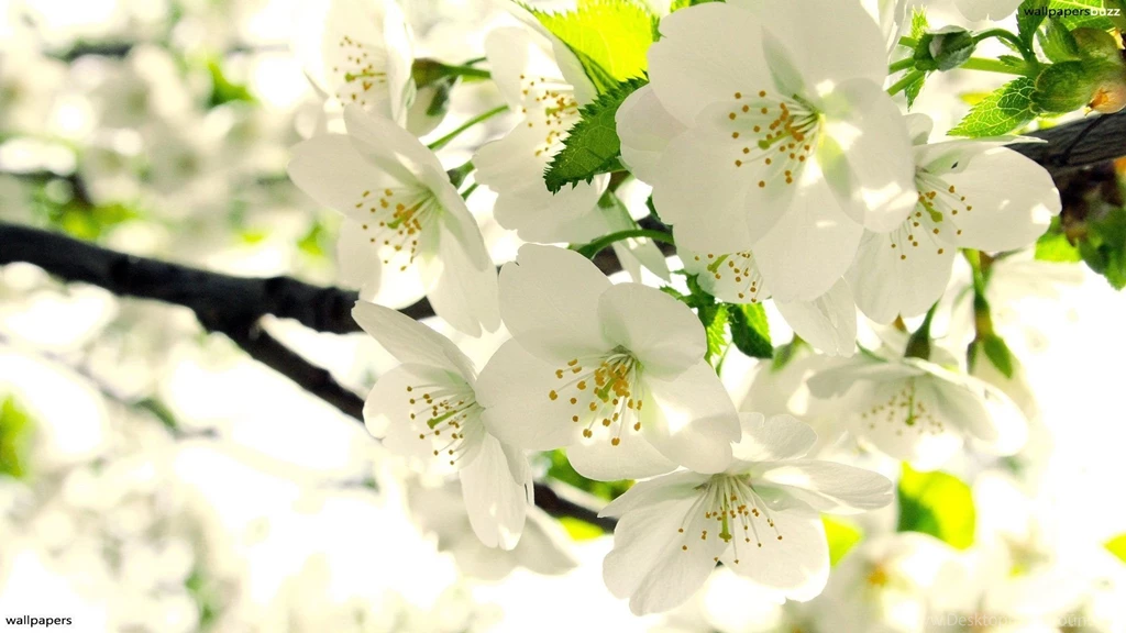 Free Red Flowers Wallpapers