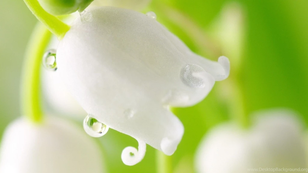 White Flower Wallpapers