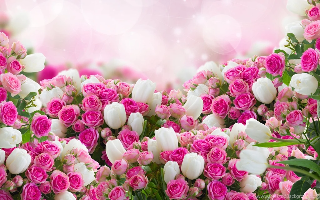 Red And White Flowers Wallpapers Download High Resoltuion