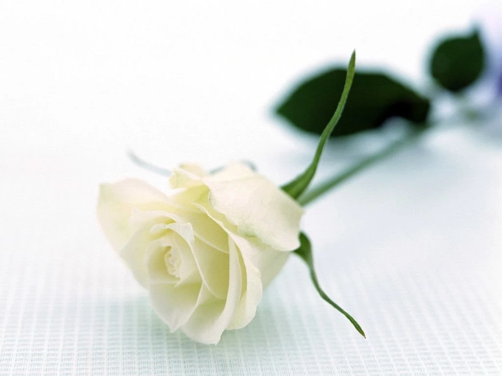 Beautiful White Rose HD Wallpapers 1024x768.jpg