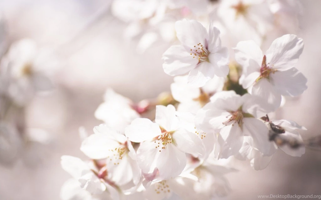 Flowers Picture Gallery And Wallpapers Download