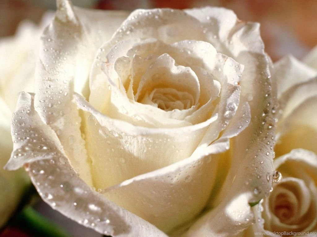 White Daisies HD Wallpapers