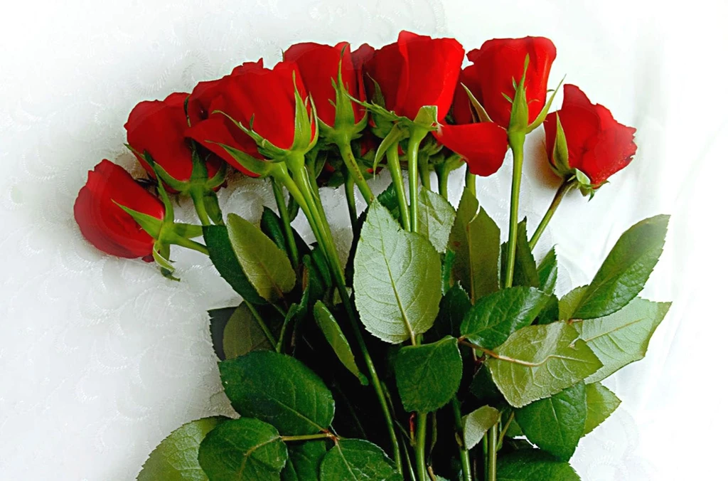 Rose Wallpapers For Desktop Free Download Wallpapers