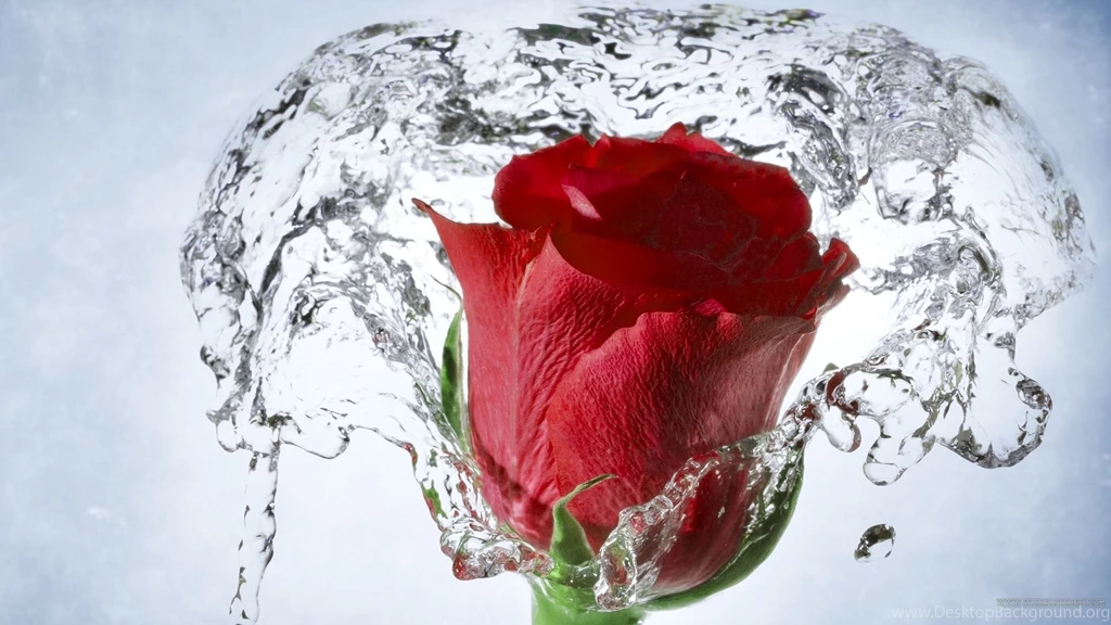 Beautiful Red Rose Wallpaper 6 Desktop.jpg