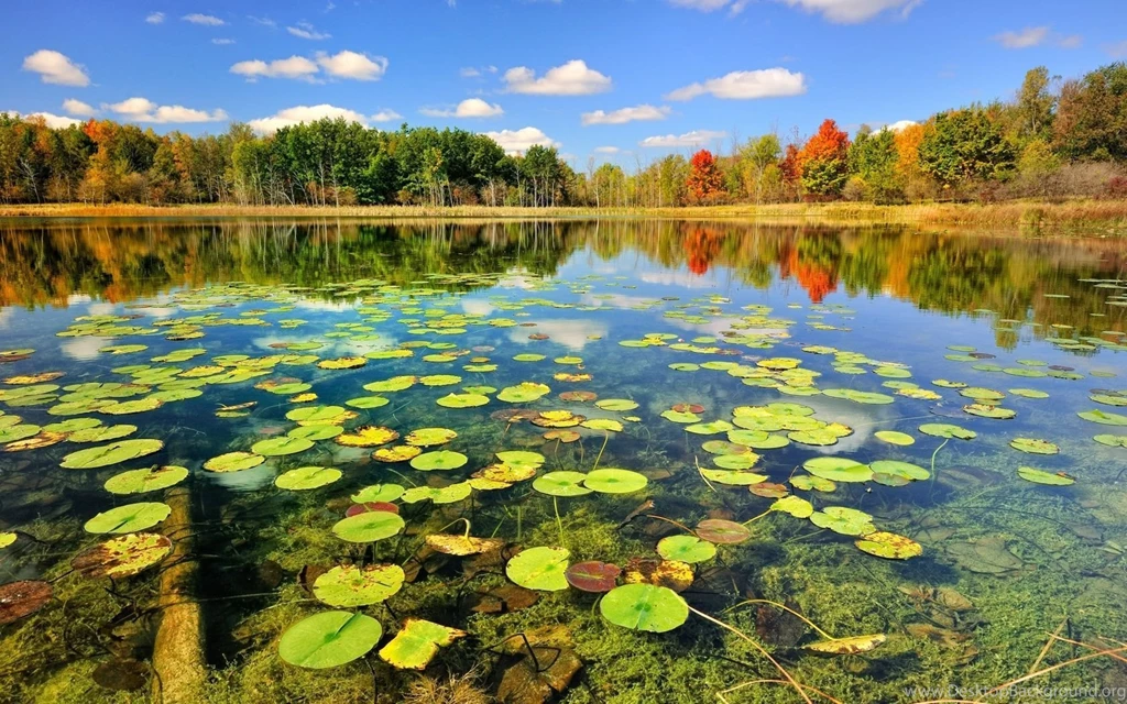 Itachi Nature Green Park Landscape 1280x1024 Iwallhd Wallpapers Hd ...
