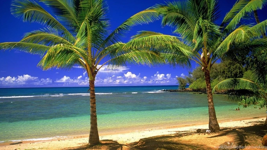 1366x768 Palms On The Beach Desktop PC And Mac Wallpapers