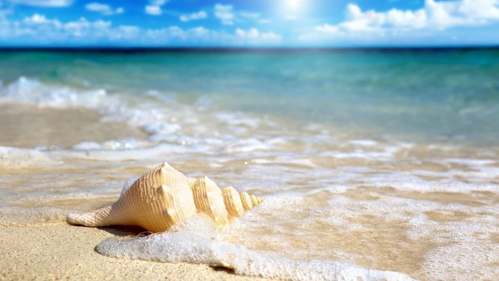 1366x768 Beach Shell Wallpapers