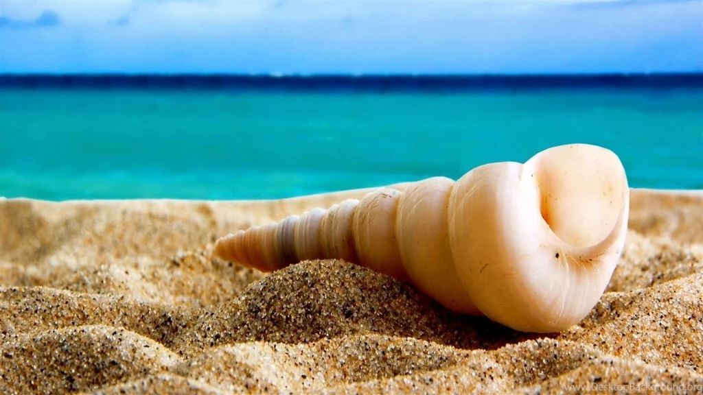 Shell On The Beach Wallpapers