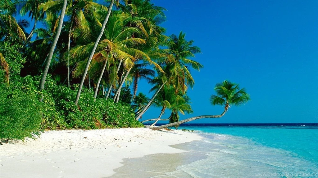 Palm Beach Woods Wallpapers