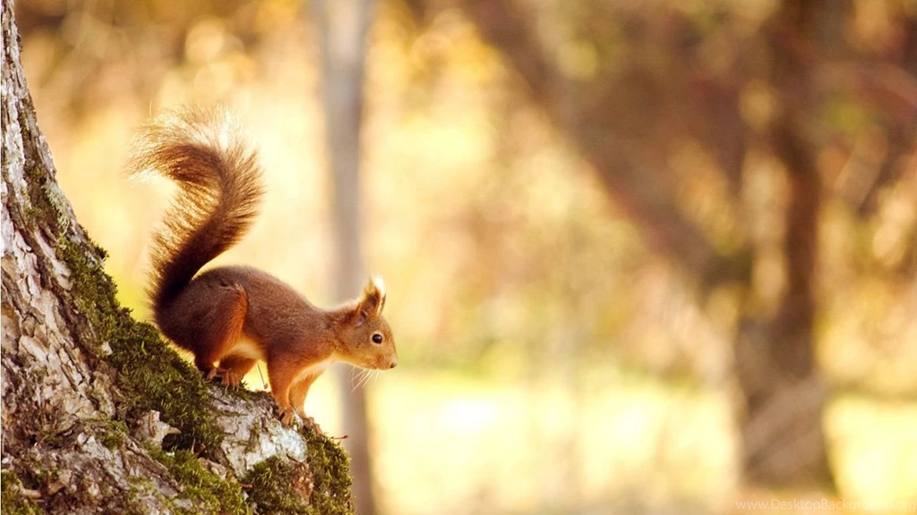 Desktop Wallpapers Hd Widescreen Free Download 1366x768 5 HD ...