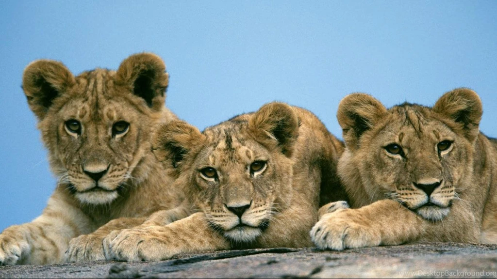 Free Lion HD Wallpapers 1366x768 For 17/19 inch Widescreen