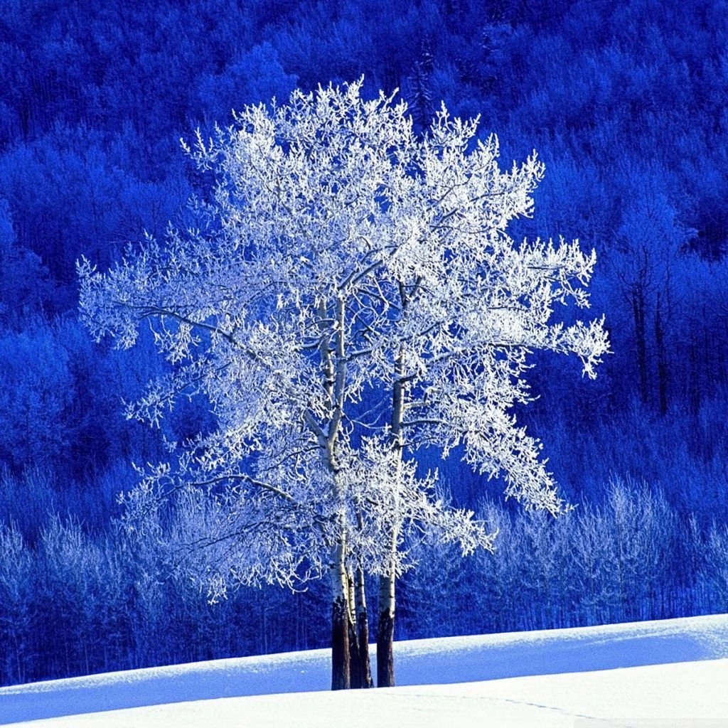 Winter, British Columbia, Canada HD Desktop Wallpapers : Widescreen ...