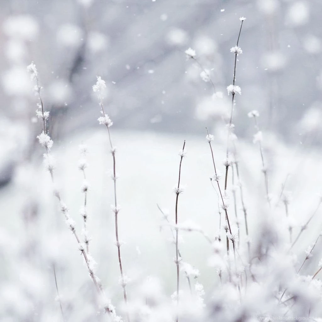 Winter iPad 1 & 2 Wallpapers
