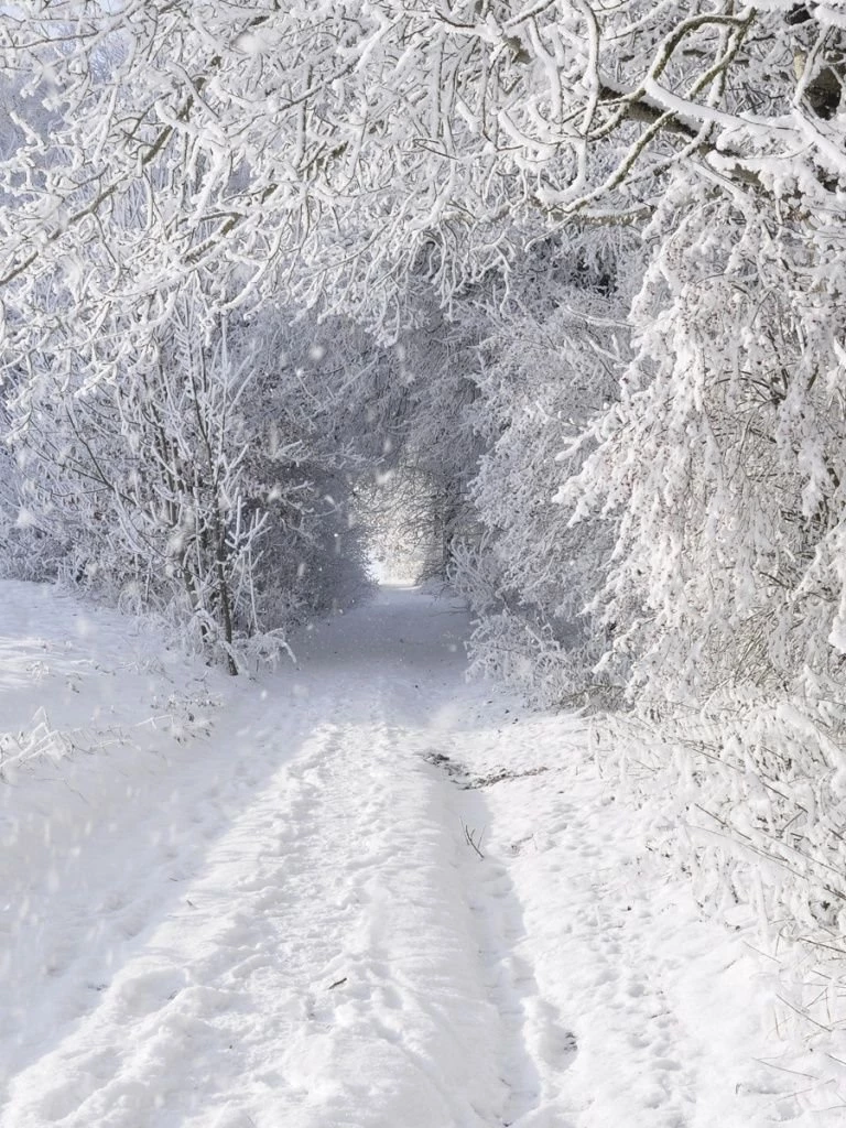 768x1024 Solid Winter Forest & Road Ipad Wallpapers