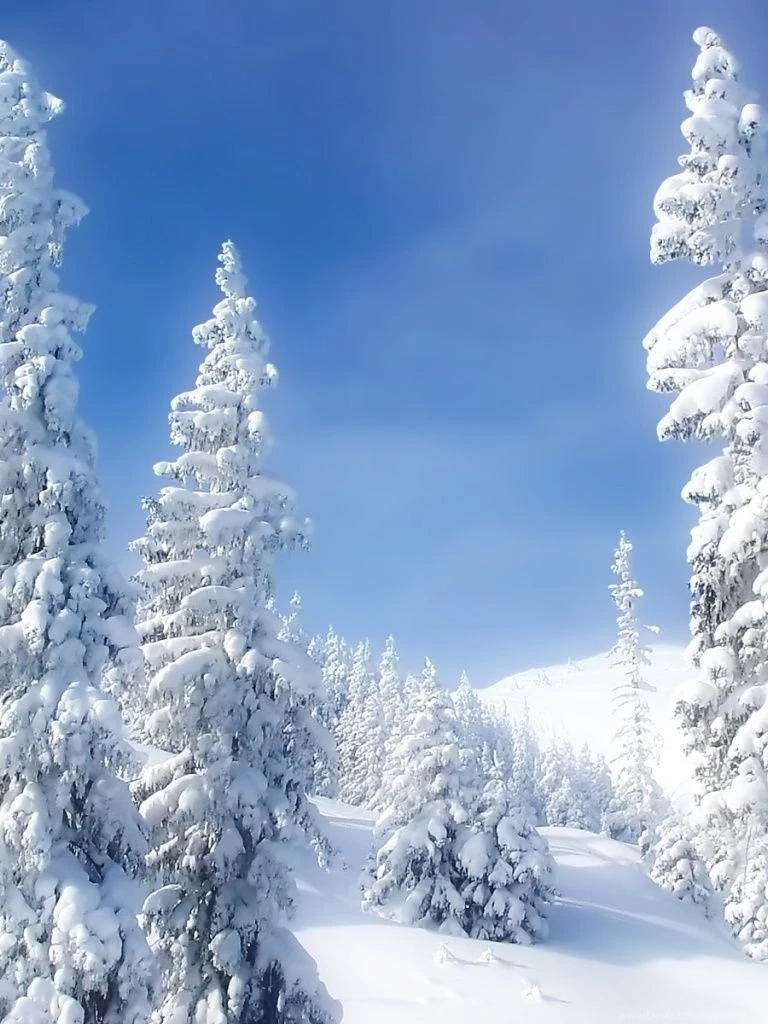 768x1024 Bright Winter Trees & Snow Ipad Wallpapers