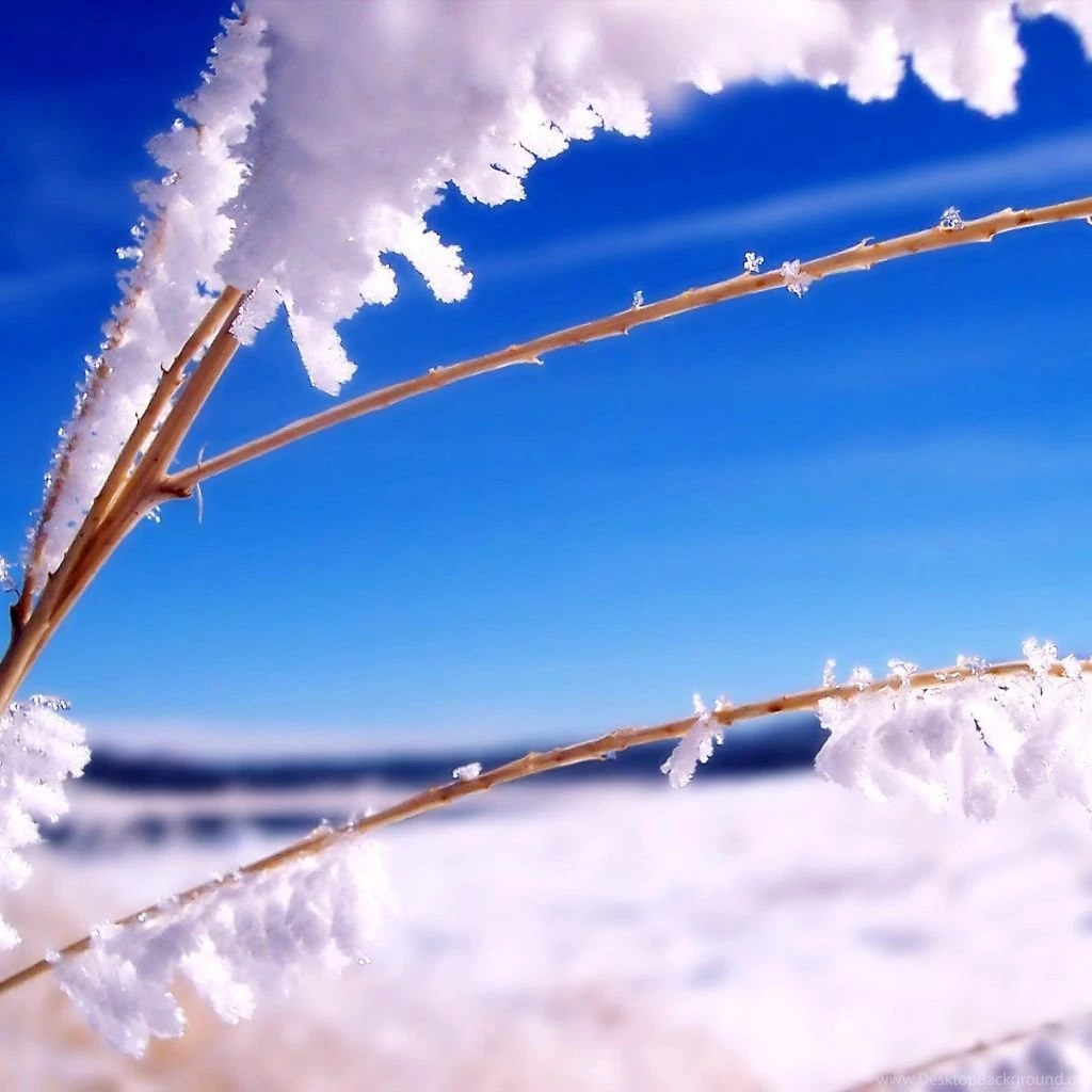 Winter Scene iPad 1 & 2 Wallpapers