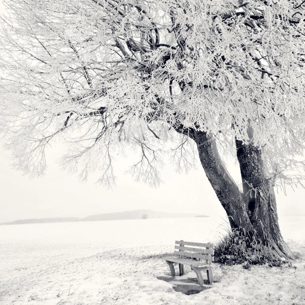 Snow Winter Scene iPad 1 & 2 Wallpapers