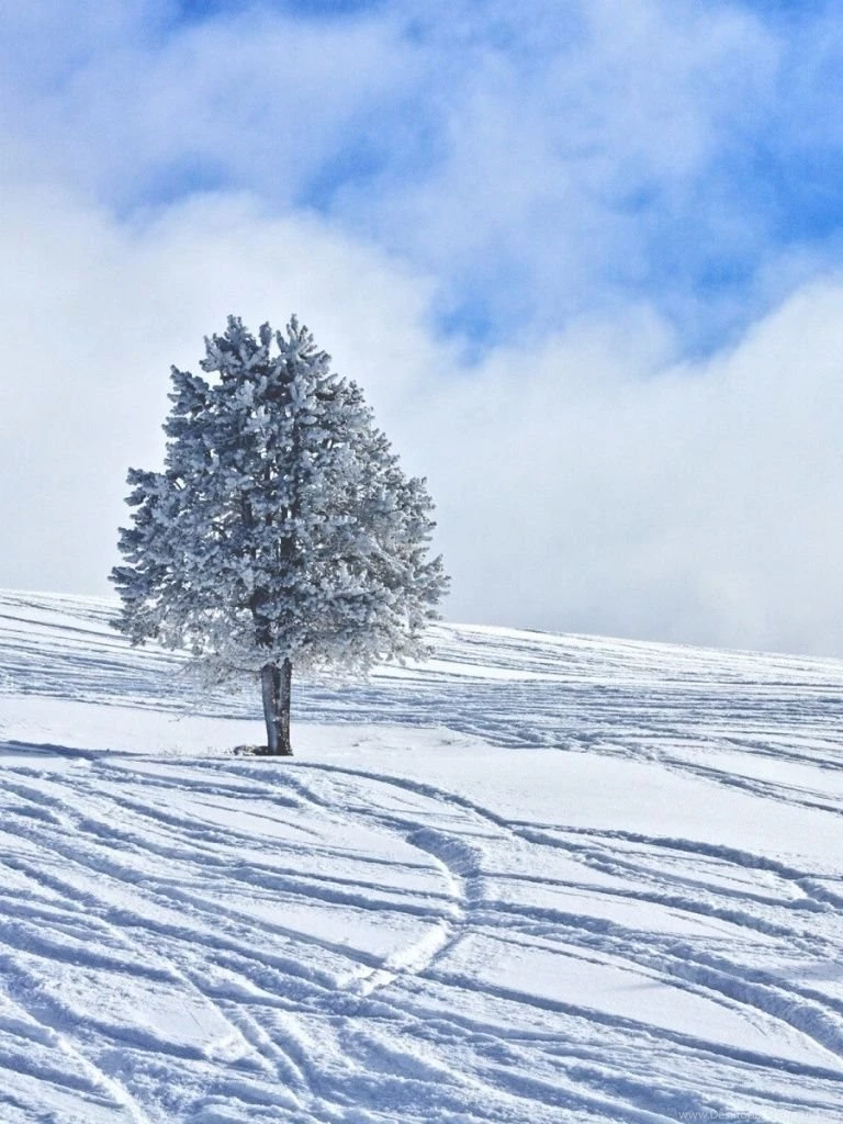 768x1024 Winter Snowy Tree Ipad Wallpapers