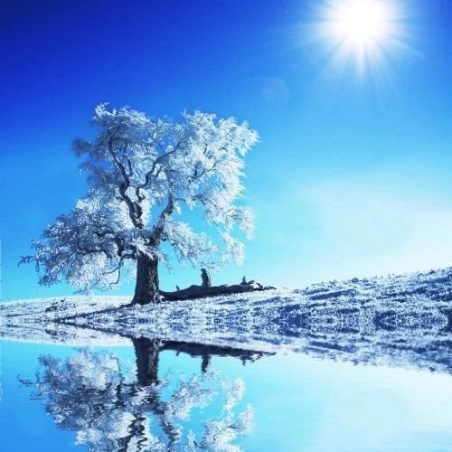 iPad WOD: Snow covered Tree