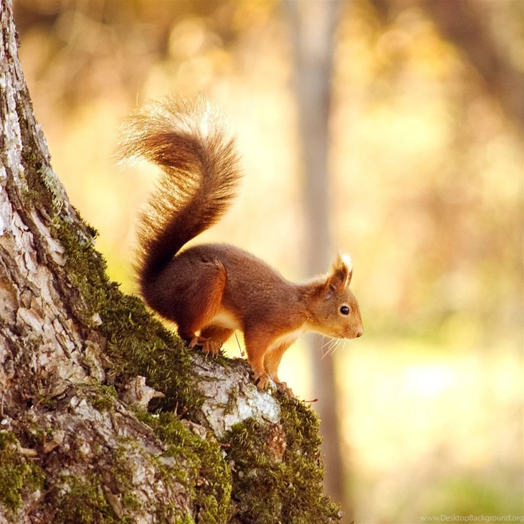 Right Before Winter iPad Air Wallpapers Download