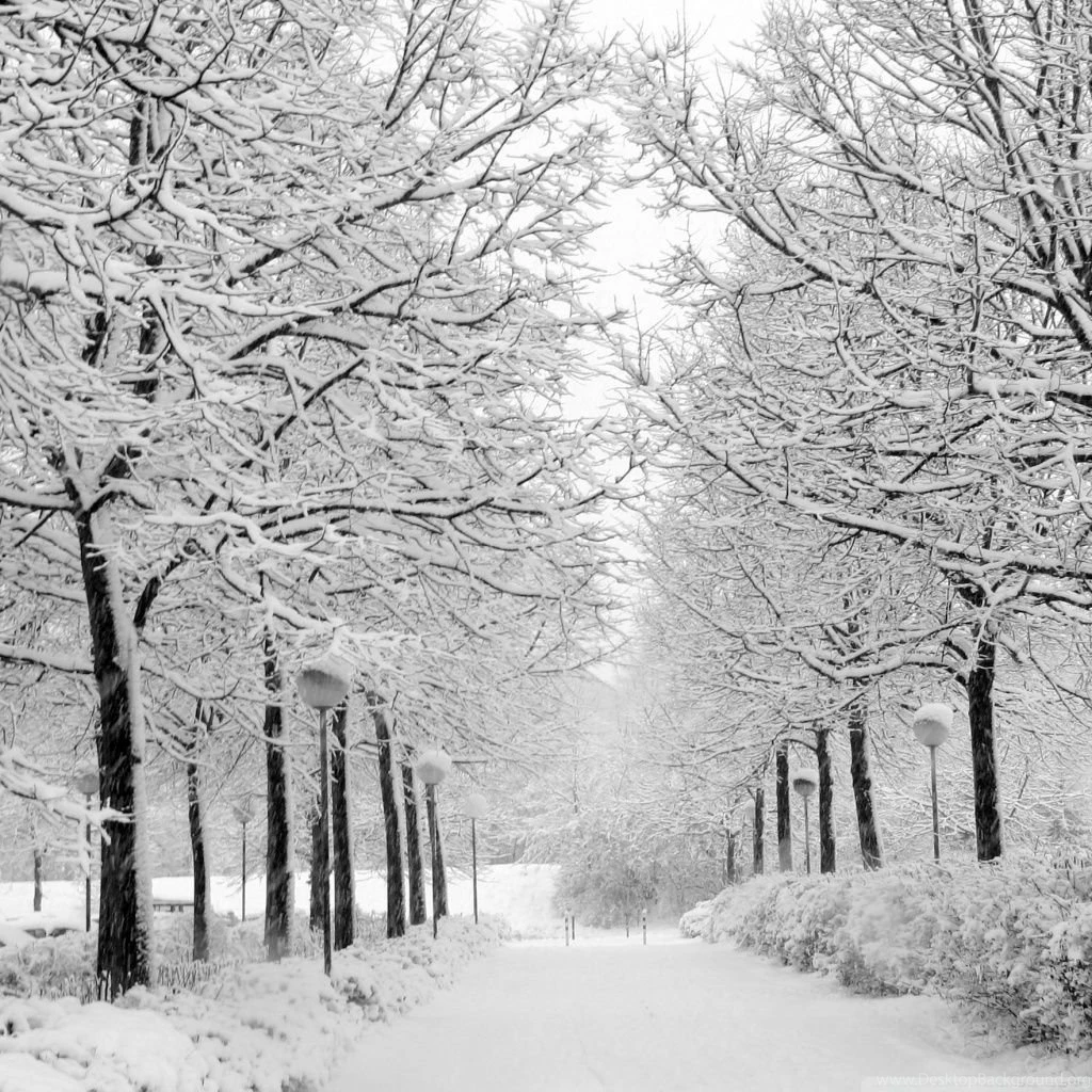 Winter In The Park Black And White HD Desktop Wallpapers : High ...