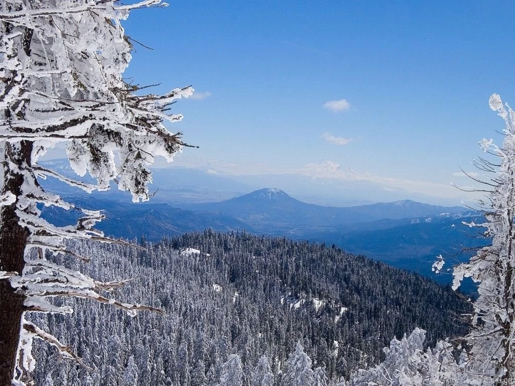 Winter Forest Wallpapers HD Wallpapers