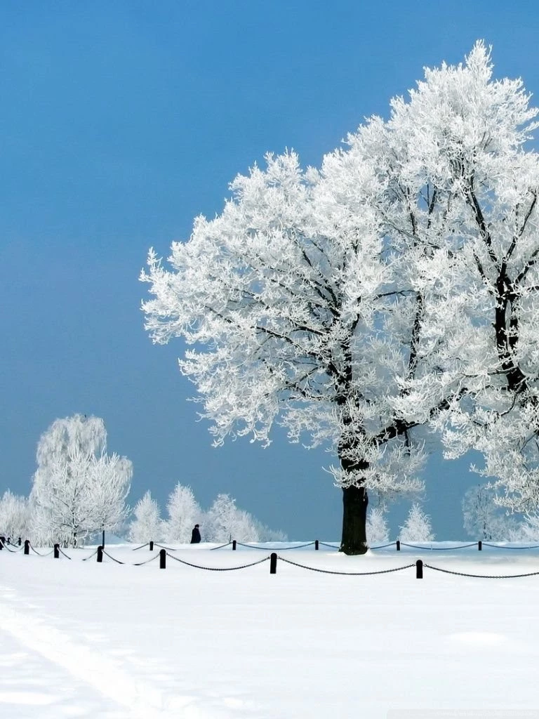 White Tree Winter HD Desktop Wallpapers : Widescreen : High ...