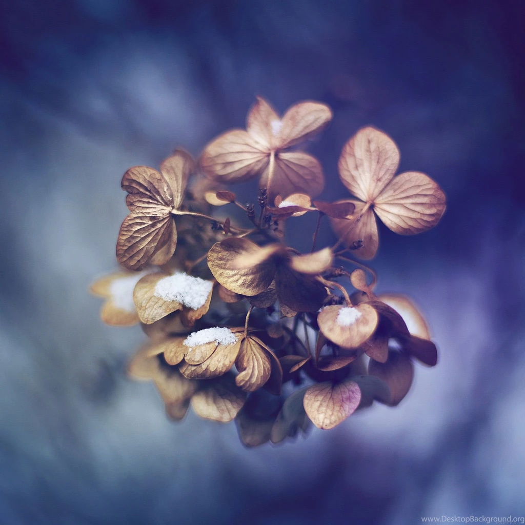 Winter iPad Wallpapers