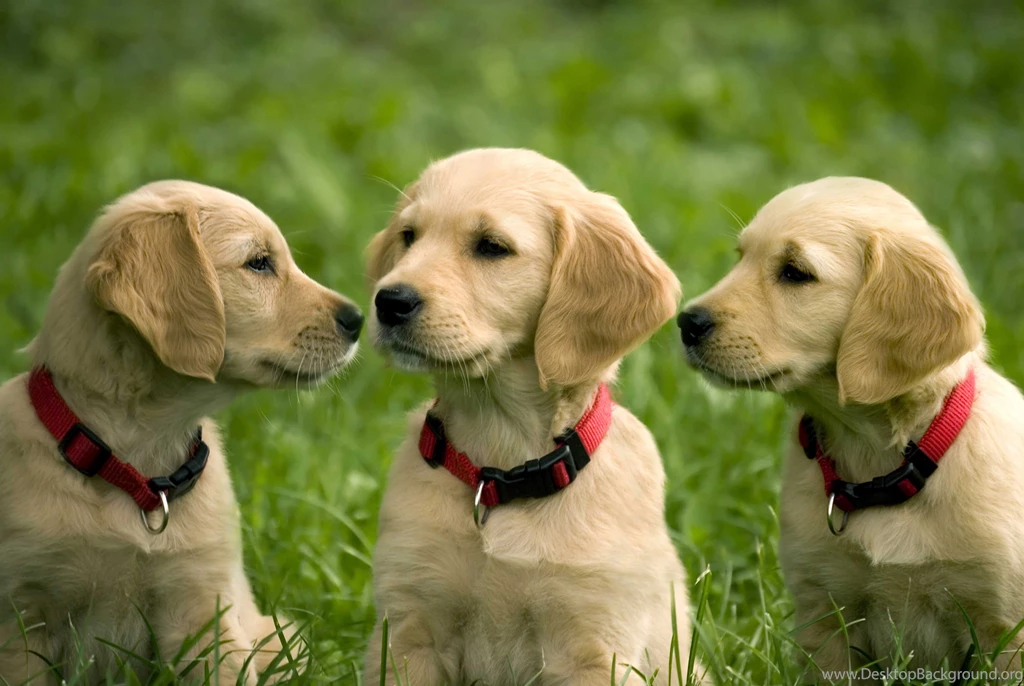 Golden Retriever Puppy Wallpaper.