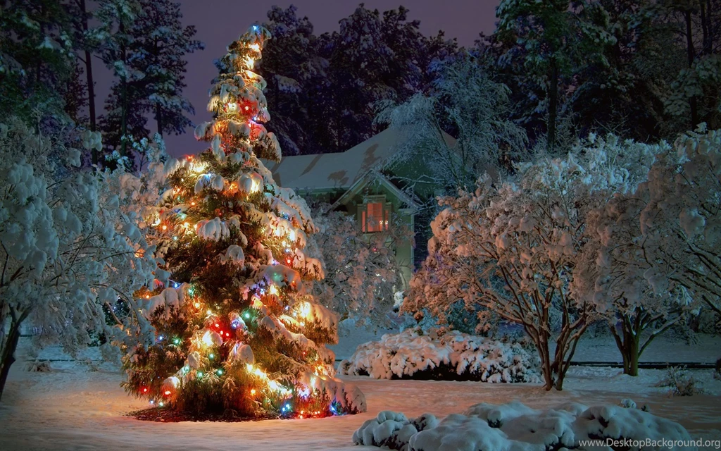 2560x1600 Outdoor Christmas Tree Desktop PC And Mac Wallpapers