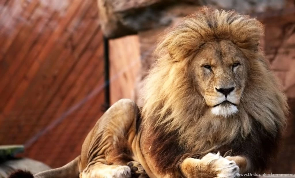 Lion Wallpapers Your Top HD Wallpapers