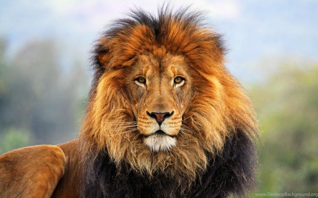 Lion Wallpapers Hd 855 WallPey