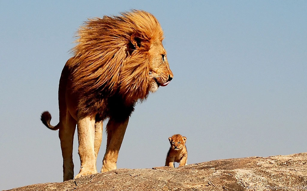 African Lion Hd Wallpapers