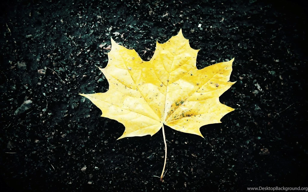 Maple Leaf Desktop Wallpaper, Maple Leaf Backgrounds