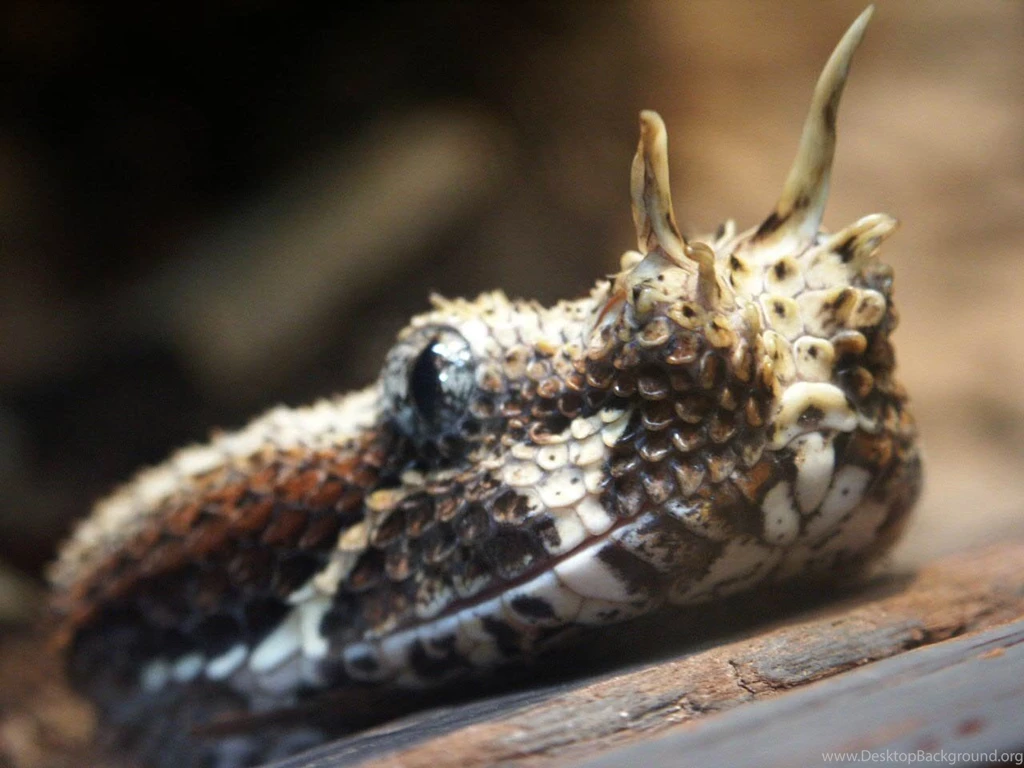 Free Viper Wallpapers Download Animals Town