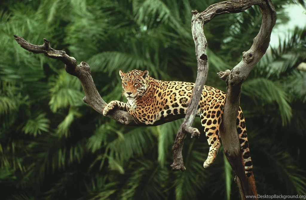 Jaguar Animal HD Wallpapers