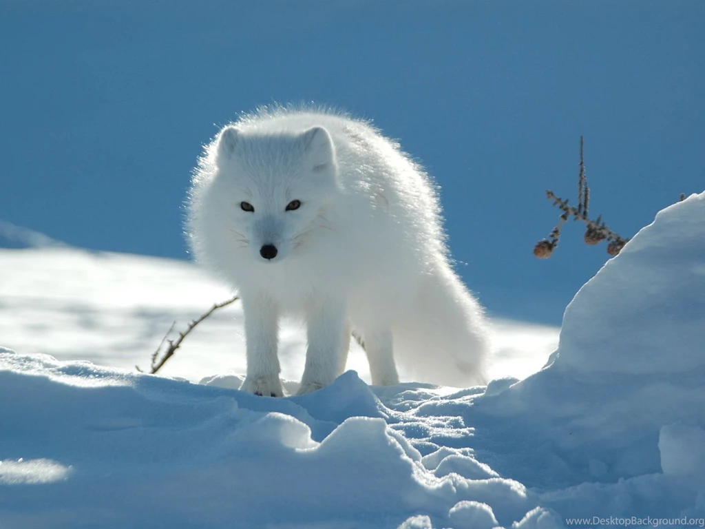 Hd Free Desktop Background: Snow Desktop Backgrounds