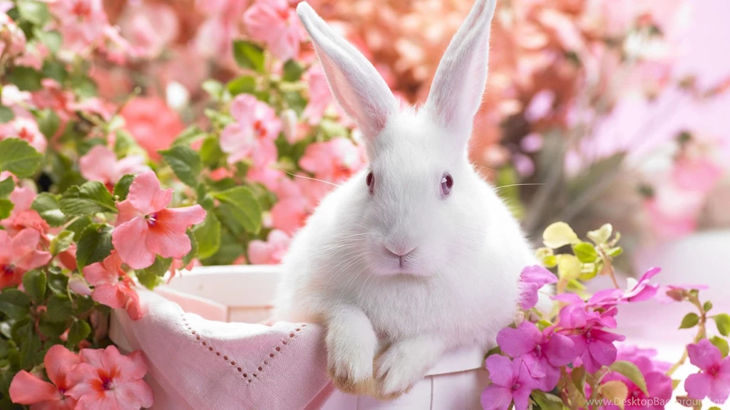 Download Cute White Rabbit Wallpapers
