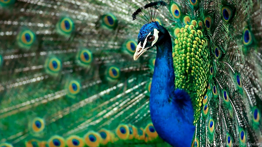 Peacock ultra hd wallpaper_1.jpg