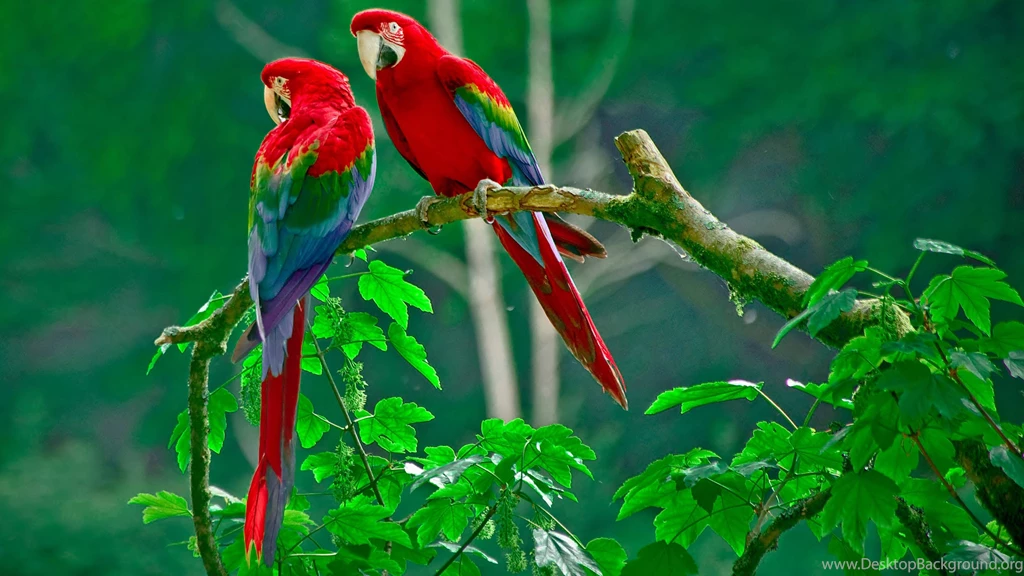 Macaw Ultra HD Wallpapers