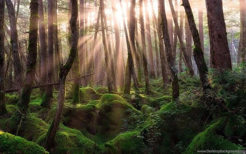 Pine Forest Sunrise Ultra HD Wallpapers Free Desktop Backgrounds ...