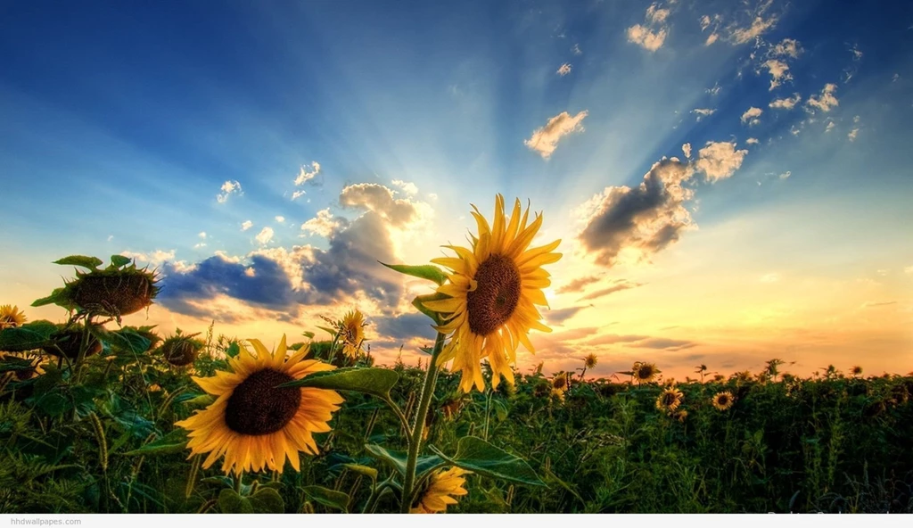Nature Hd Wallpapers 1080P HD Wallpapers Lovely