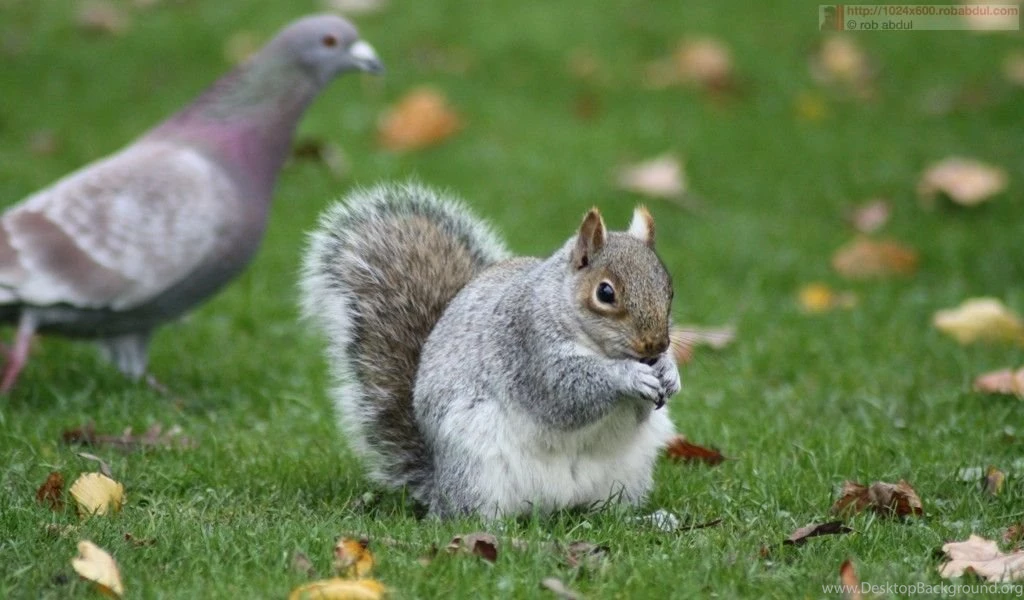 Squirrel Eating A Nut 1024x600 Wallpapers For Netbooks